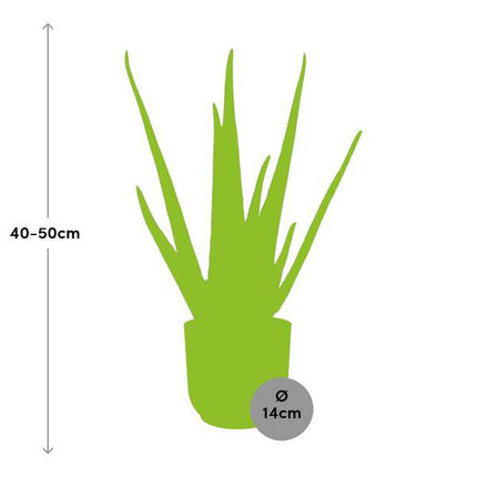 Echte Aloe – Aloe Vera – Zimmerpflanze – ca. 12cm Höhe – Ø14cm Rosa Vibes Falten Topf – pflegeleichte Sukkulente mit luftreinigender Wirkung