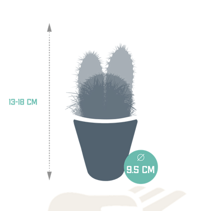 Kakteen Mix – 3 Zimmerpflanzen – Ø8,5cm – Verschiedene Kakteen im weißen Topf – Pflegeleichte Sukkulenten für Fensterbank, Büro & Wohnzimmer