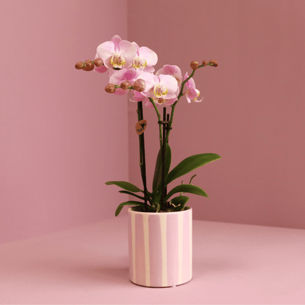 Phalaenopsis Orchidee Portugal Rosa + Painted Stripe Ziertopf Rosa – Ø9cm – Blühende Zimmerpflanze im stylischen Dekotopf – Frische Sommer-Deko