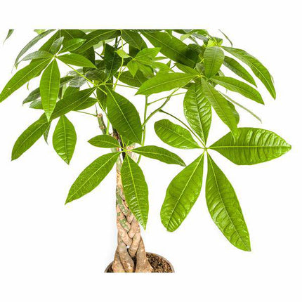 Glückskastanie Pachira Aquatica – Geldbaum – Zimmerpflanze Ø21cm ↕90-110cm – Geflochtener Stamm – Pflegeleicht