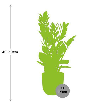 Glücksfeder Zamioculcas Zimmerpflanze Ø14cm ↕45-50cm – pflegeleichte Grünpflanze für Wohnzimmer, Büro & helle Standorte kaufen