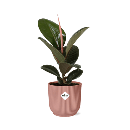 Gummibaum – Ficus Elastica 'Robusta' – dekorative Zimmerpflanze im Topf Vibes Fold 14cm Rosa – pflegeleicht & luftreinigend