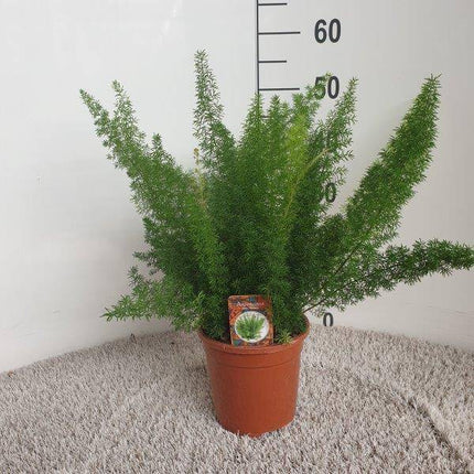Zierspargel – Asparagus Densiflorus Meyers – Ø17cm – Höhe ca. 50cm – Elegante Zimmerpflanze mit feinen, buschigen Trieben – Pflegeleichte Grünpflanze für Wohnzimmer, Büro & Wintergarten