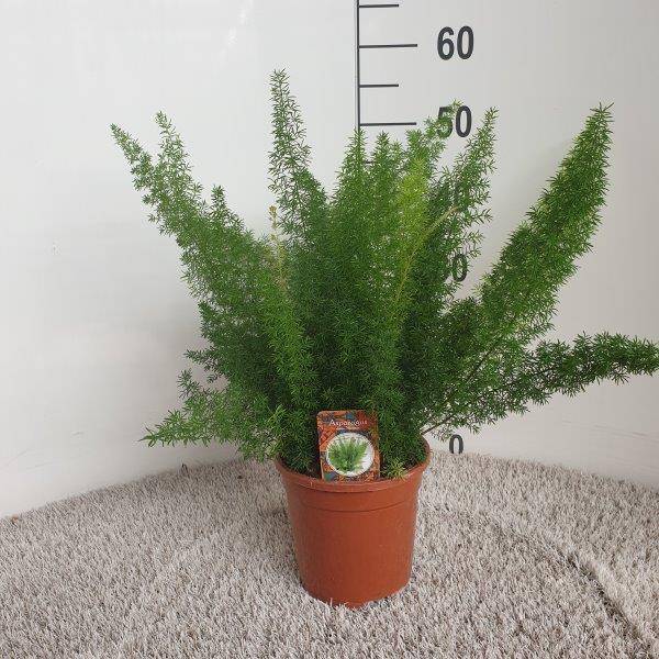 Zierspargel – Asparagus Densiflorus Meyers – Ø17cm – Höhe ca. 50cm – Elegante Zimmerpflanze mit feinen, buschigen Trieben – Pflegeleichte Grünpflanze für Wohnzimmer, Büro & Wintergarten