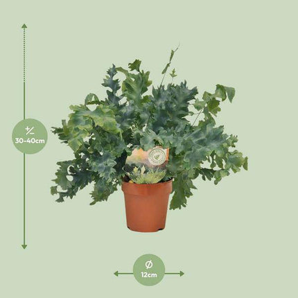 Goldtüpfelfarn – Phlebodium Davana – Zimmerpflanze – Ø12cm – ↕35cm – immergrüner Farn für Innenräume – pflegeleichte Grünpflanze mit dekorativen Wedeln