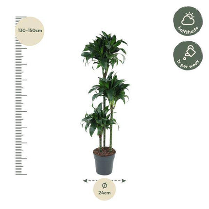 Drachenbaum – Dracaena Tatuade 140cm – Ø24cm – Zimmerpflanze mit grün-weißen Blättern – Pflegeleichte Grünpflanze für Wohnzimmer, Büro & Wintergarten