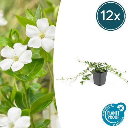 Vinca minor 'Alba' – 12 Pflanzen – Weißes Immergrün als Bodendecker – Pflegeleicht & Robust – Blüht März bis Juni
