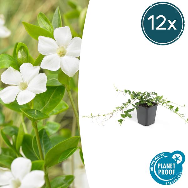 Vinca minor 'Alba' – 12 Pflanzen – Weißes Immergrün als Bodendecker – Pflegeleicht & Robust – Blüht März bis Juni