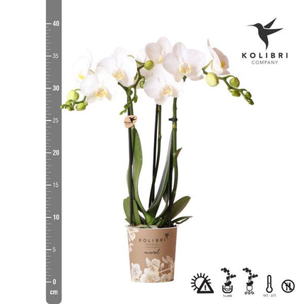 Phalaenopsis Amabilis Weiß – Spider-Orchidee – Ø9cm Topf – 2–3 Zweige – Elegante Zimmerpflanze mit einzigartigem Blütenmuster – Pflegeleicht & frisch aus der Gärtnerei