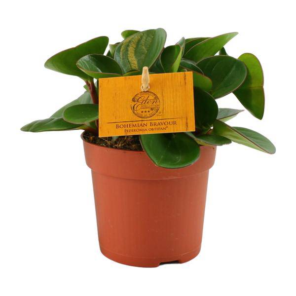 Zwergpfeffer Peperomia Obtusifolia Zimmerpflanze Ø11cm ↕15cm – pflegeleichte Grünpflanze für Wohnzimmer, Büro & helle Standorte kaufen