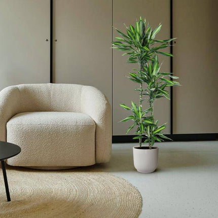 Drachenbaum – Dracaena Cintho 150cm – Ø27cm – Zimmerpflanze mit grünen Blättern & hellgrünem Rand – Tropische pflegeleichte Dekopflanze für Wohnzimmer, Büro & Wintergarten