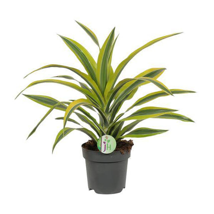 Drachenbaum Dracaena 'Lemon Lime' – Ø17cm x H40cm – Pflegeleichte Zimmerpflanze mit gestreiftem Laub – Luftreinigend – Für Halbschatten – Im Pflanztopf – Direkt aus der Gärtnerei