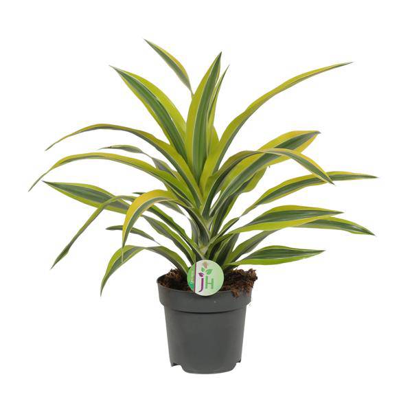 Drachenbaum Dracaena 'Lemon Lime' – Ø17cm x H40cm – Pflegeleichte Zimmerpflanze mit gestreiftem Laub – Luftreinigend – Für Halbschatten – Im Pflanztopf – Direkt aus der Gärtnerei