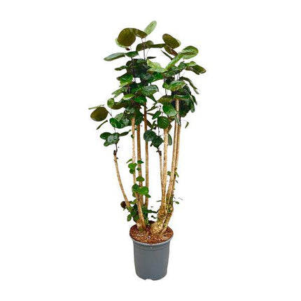 Fiederaralie – Polyscias Fabian – Zimmerpflanze 160cm – Ø30cm – Exotische Grünpflanze mit glänzenden Blättern – XXL – Pflanze für Wohnzimmer & Büro
