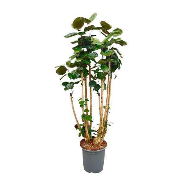 Fiederaralie – Polyscias Fabian – Zimmerpflanze 160cm – Ø30cm – Exotische Grünpflanze mit glänzenden Blättern – XXL – Pflanze für Wohnzimmer & Büro