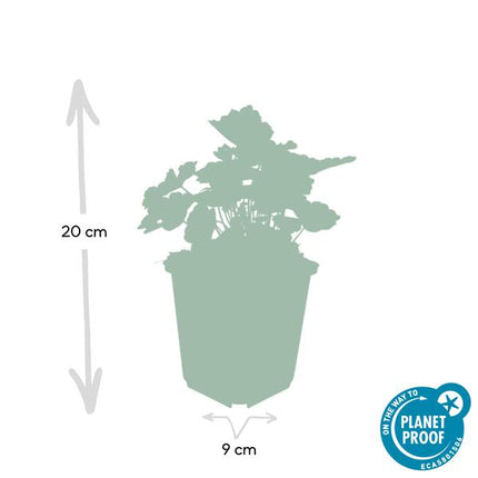 Purpurglöckchen – Heuchera mic. 'Palast Lila' – Zierpflanze – Ø9 cm – 40 Pflanzen – dunkel-purpur Blätter – schattenverträglich & pflegeleicht