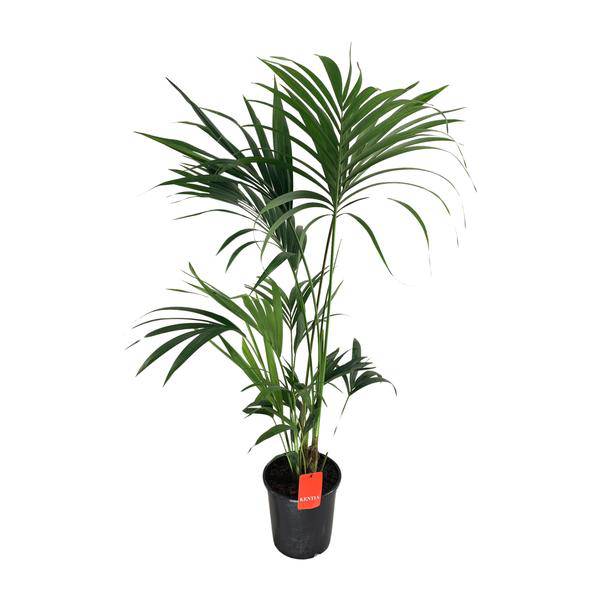 Kentia-Palme Howea Forsteriana – Zimmerpflanze Ø24cm ↕130cm – pflegeleichte tropische Grünpflanze mit eleganten Wedeln für Wohnzimmer Büro & Wintergarten