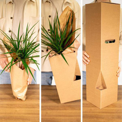 Außenseiterbox – 8 Pflanzen - Ø12cm – Vielfältige Blattstrukturen & Farben – Zimmer- und Gartenpflanzen-Mix – Perfekt für Pflanzenliebhaber