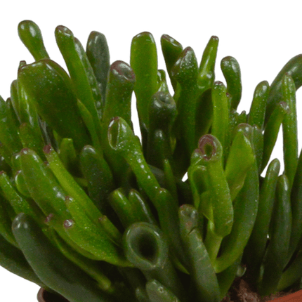 Sukkulenten – Crassula Mix – 3 Pflanzen – Ø10,5cm – pflegeleichte Zimmerpflanzen – robuste Minibäume für Zuhause & Büro