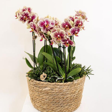 Einlage mit Wasserreservoir für Orchideenschale – Bewässerungssystem für Orchideen – Jungle – Bouquet 3x9cm + 3x WaterWicks – Ø25cm