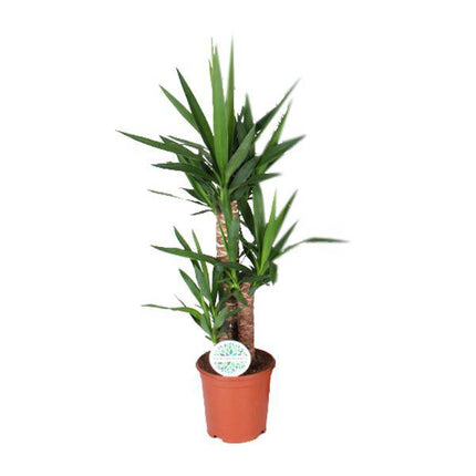 Palmlilie – Yucca – Zimmerpflanze – Ø21cm – ca. 90cm hoch – pflegeleichte Grünpflanze für Wohnzimmer Büro Flur