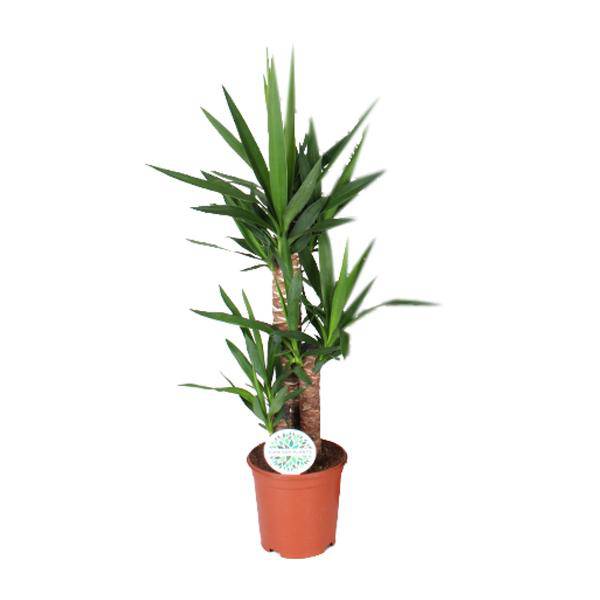 Palmlilie – Yucca – Zimmerpflanze – Ø21cm – ca. 90cm hoch – pflegeleichte Grünpflanze für Wohnzimmer Büro Flur