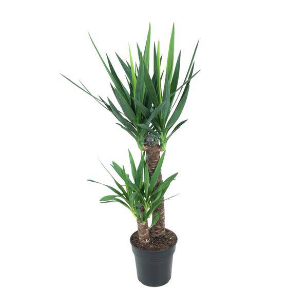 Riesen-Palmlilie Yucca Elephantipes – Ø21cm – ↕100cm – Pflegeleichte Zimmerpflanze mit schwertförmigen Blättern – Robuste Grünpflanze für Wohnzimmer, Büro & Wintergarten