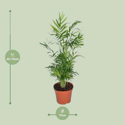 Mexikanische Bergpalme – Chamaedorea Elegans – Ø17cm x H55cm – Pflegeleichte Zimmerpalme – Für Halbschatten – Luftreinigend – Im Pflanztopf