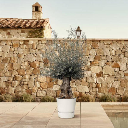 Olivenbaum – Olea Europaea Bonsai – 225cm – Ø80cm – Mediterrane Pflanze mit gedrehtem Stamm – Echter Olivenbonsai für Garten, Terrasse & Innenbereich