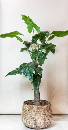 Kunstpflanze Alocasia – Elefantenohr – 150cm – Hochwertige künstliche Pflanze mit großen naturgetreuen Blättern & weißer Maserung – Immergrüne Dekopflanze für Wohnzimmer, Büro & Innenräume – Pflegefrei & haustierfreundlich