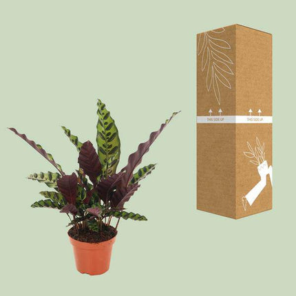 Lanzenblättrige Korbmarante – Calathea Insignis – Zimmerpflanze Ø12cm ↕50cm – exotische luftreinigende Blattschmuckpflanze für Innenräume
