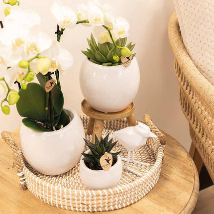 Blumentopf Bowl – Weiß – Keramik – Ziertopf Ø9cm – Handgefertigter Übertopf mit Wellenrand – Für Zimmerpflanzen & Sukkulenten