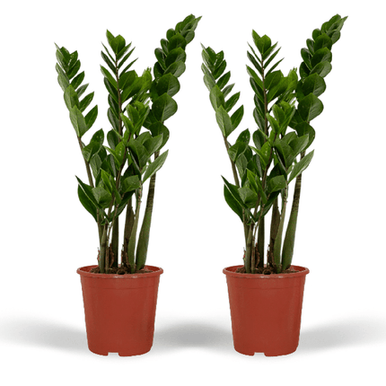 Glücksfeder – Zamioculcas zamiifolia – Smaragdpalme – 2 Pflanzen – Ø14cm  – Höhe ca. 50cm – Pflegeleichte Zimmerpflanzen für Büro & Zuhause
