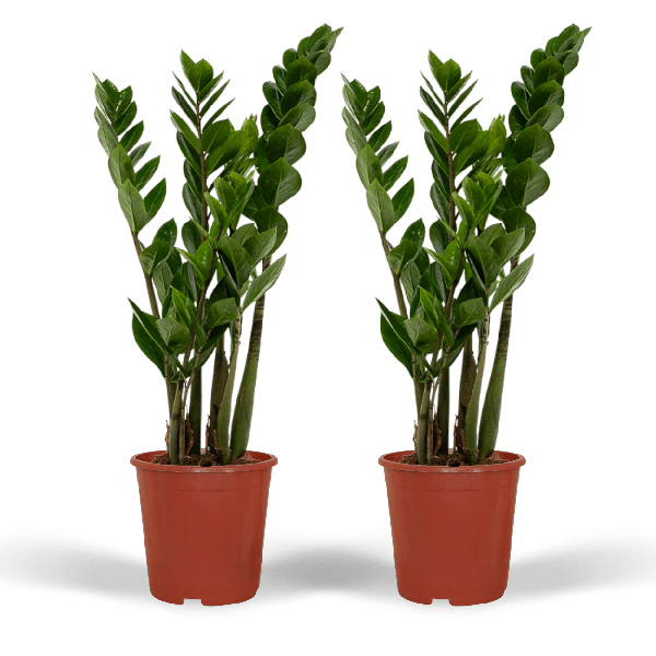 Glücksfeder – Zamioculcas zamiifolia – Smaragdpalme – 2 Pflanzen – Ø14cm  – Höhe ca. 50cm – Pflegeleichte Zimmerpflanzen für Büro & Zuhause
