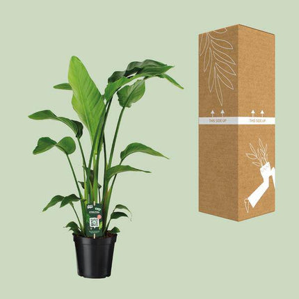 Baum-Strelitzie – Strelitzia Nicolai – Zimmerpflanze – Ø19cm – ↕90cm – Exotische Paradiesvogelblume – Tropische & pflegeleichte Grünpflanze für Innenräume