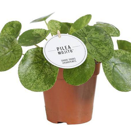 Glückstaler – Pilea Mojito – Zimmerpflanze – Ø13cm – ca. 20cm hoch – Seltene Sorte mit gesprenkelten Blättern – Pflegeleicht & dekorativ