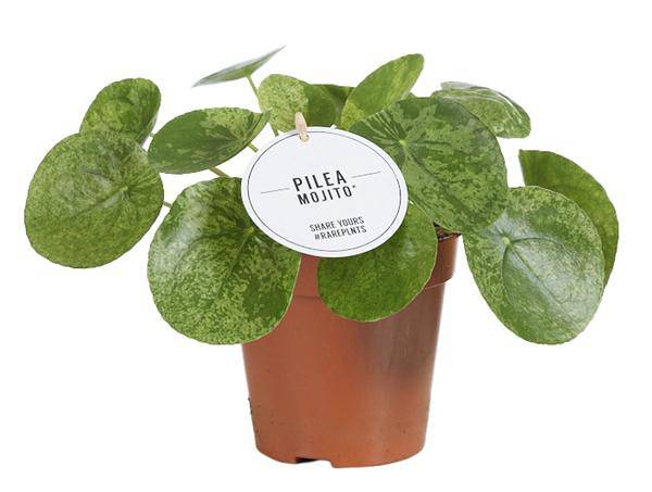 Glückstaler – Pilea Mojito – Zimmerpflanze – Ø13cm – ca. 20cm hoch – Seltene Sorte mit gesprenkelten Blättern – Pflegeleicht & dekorativ