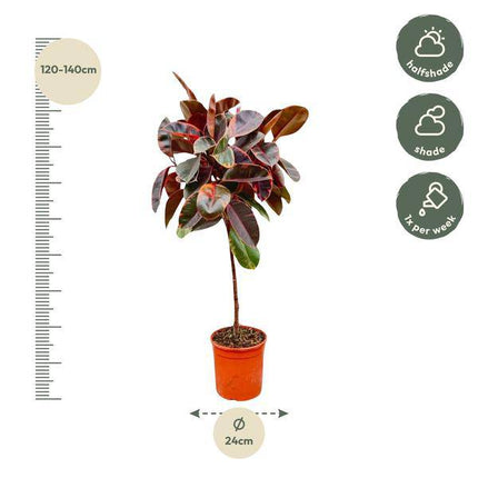 Gummibaum - Ficus Elastica Belize – Zimmerpflanze – ca. 130 cm hoch – Ø24 cm – Buntes Laub – Pflegeleicht & Luftreinigend
