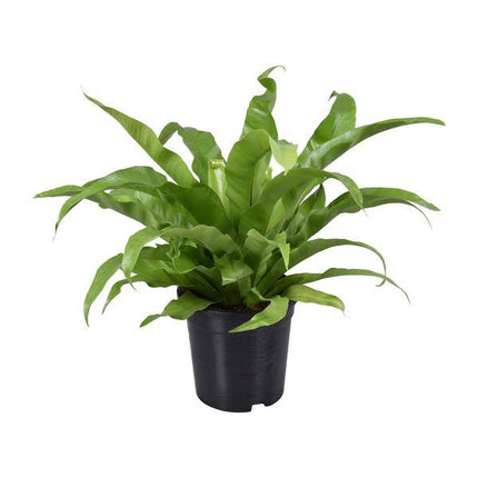 Nestfarn – Asplenium Antiquum – Zimmerpflanze – Ø17cm – ca. 45cm hoch – pflegeleichte luftreinigende Grünpflanze für Zuhause & Büro