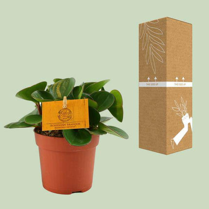 Zwergpfeffer Peperomia Obtusifolia Zimmerpflanze Ø11cm ↕15cm – pflegeleichte Grünpflanze für Wohnzimmer, Büro & helle Standorte kaufen