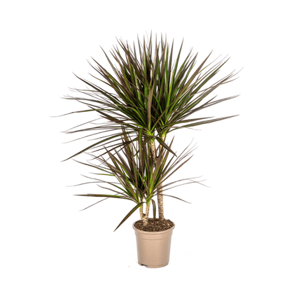 Dracaena Marginata Magenta – Drachenbaum – Zimmerpflanze – Ø17cm – ↕50-70cm – Pflegeleichte Grünpflanze mit roten Blatträndern