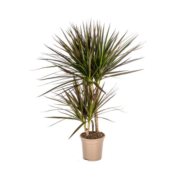 Dracaena Marginata Magenta – Drachenbaum – Zimmerpflanze – Ø17cm – ↕50-70cm – Pflegeleichte Grünpflanze mit roten Blatträndern