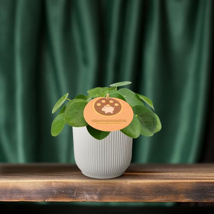 Chinesischer Geldbaum Pilea Peperomioides Zimmerpflanze Ø12cm ↕20cm – pflegeleichte Grünpflanze für Wohnzimmer, Büro & helle Standorte kaufen