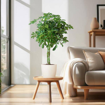 Schefflera Arboricola Nora – Birkenfeige – Zimmerpflanze inkl. Übertopf – ↕70cm – Ø21cm – Handförmige Blätter – Pflegeleicht & dekorativ