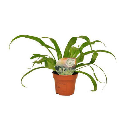 Nestfarn Asplenium Antiquum – Zimmerpflanze – Ø12cm – ↕30cm – Nierenfarn mit eleganten Wedeln