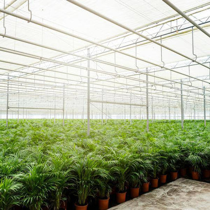 Areca-Palme – Betelpalme Dypsis lutescens – Ø24cm – 130cm Höhe – Luftreinigende Goldfruchtpalme – Tropische Zimmerpflanze für gesundes Raumklima