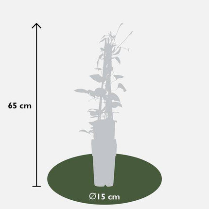 Waldrebe – Clematis 'Rouge Cardinal' – 3 Pflanzen – Ø15cm – ca. 65cm hoch – Großblütige Kletterpflanze mit dunkelroten Blüten für Garten, Pergola & Zaun