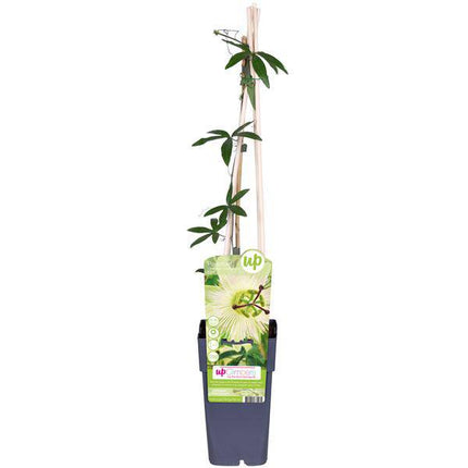Passionsblume Weiß Passiflora caerulea ‘Constance Elliot’ Kletterpflanze Ø15cm ↕65cm – winterharte Pflanze für Garten, Balkon, Terrasse, Kübel