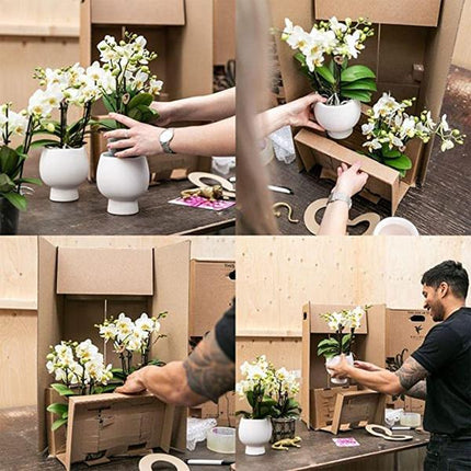 Orchideen-Set Weiß im Baumwollkorb – 3x Kolibri Orchidee Niagara Falls – Ø12cm – Mit Wassertank & Dochtsystem – Selbstversorgende Zimmerpflanzen – Mono Bouquet in Weiß