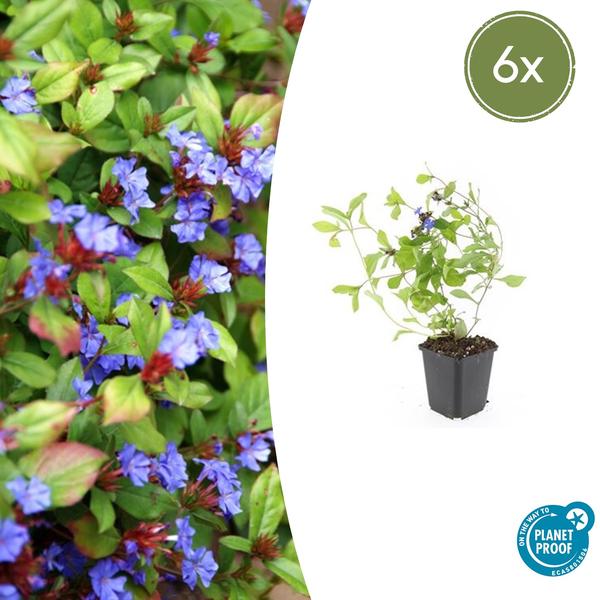 Kriechende Hornnarbe Ceratostigma plumbaginoides – 6 Pflanzen – ↕10-25cm – Ø9cm – Bodendecker – Winterhart & pflegeleicht – Sonne & Halbschatten